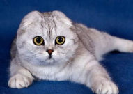 娱乐吃瓜酱折耳猫,揭秘折耳猫的神秘魅力与争议