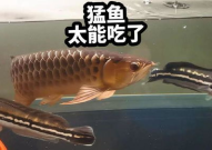 娱乐吃瓜酱养鱼,揭秘网红养鱼背后的趣味生活