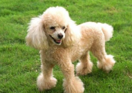 贵宾犬,聪明活泼的家庭宠儿