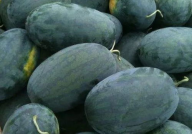 瓜家人在洛杉矶娱乐吃瓜号,瓜家人吃瓜大揭秘