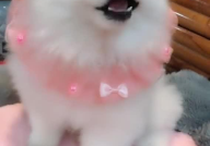 娱乐吃瓜酱小白狗,揭秘娱乐圈那些不为人知的幕后故事