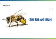 蜜蜂ppt,蜜蜂科普之旅