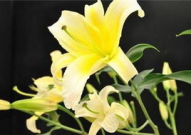 百合花代表什么意思,纯洁爱情的使者，寓意丰富的花语解读