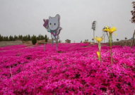 临朐鲜花,花海绽放，浪漫满城
